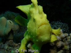"Ribit"  Took this photo off of Coral Island in the Red S... by Tim Morin 